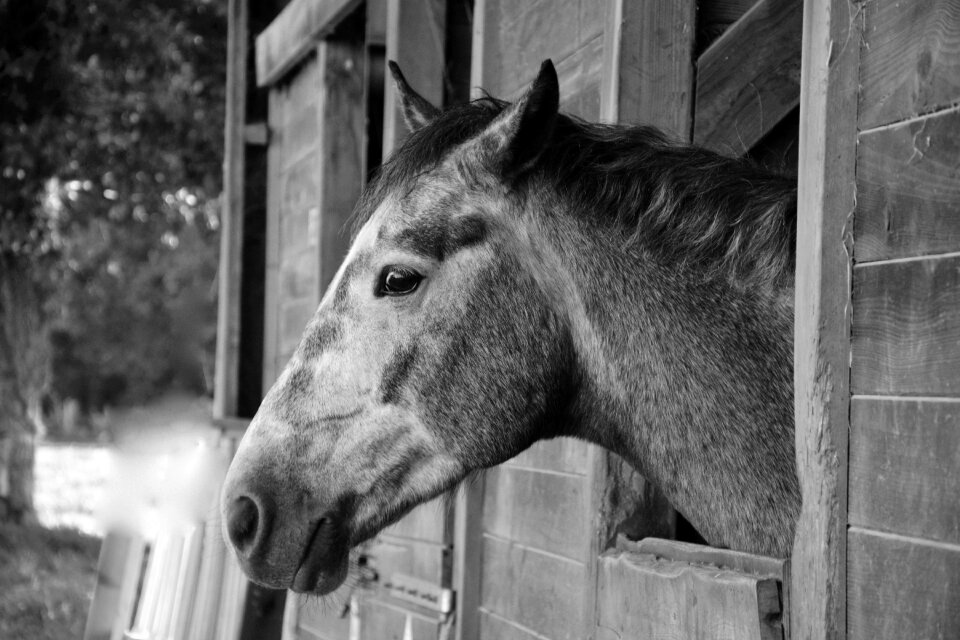 Nature head horse domestic animal photo