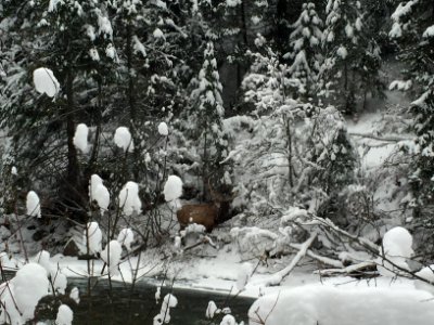 Winter on the North Fork of the Saint Joe River (25571223417)
