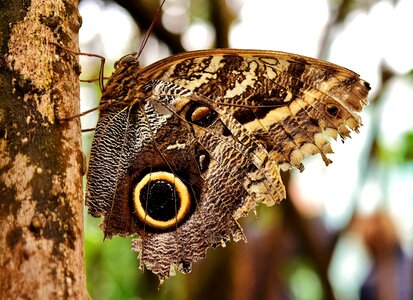 Wing animal insect photo