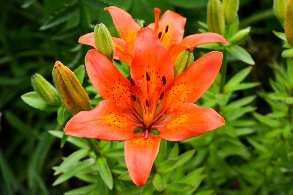 Flower plant lily