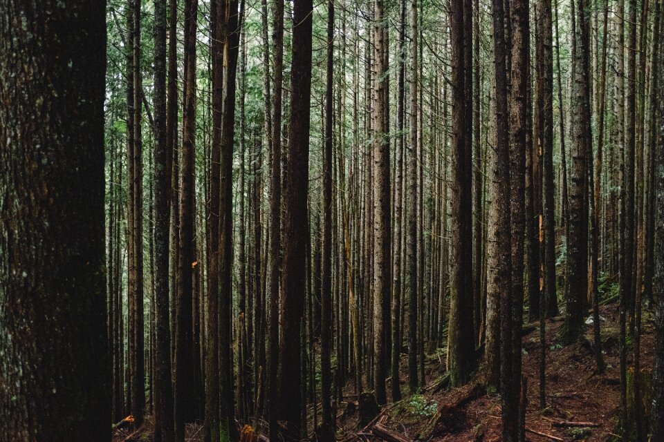 Forest nature mountain