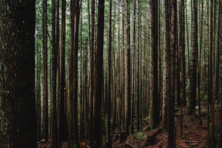 Forest nature mountain