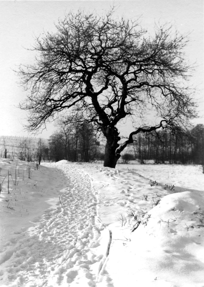 Winterlandschaft am Russee (Kiel 70.329)