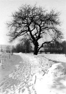 Winterlandschaft am Russee (Kiel 70.329)