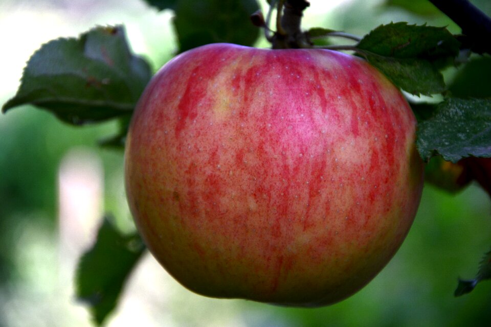 Red apple color image nature