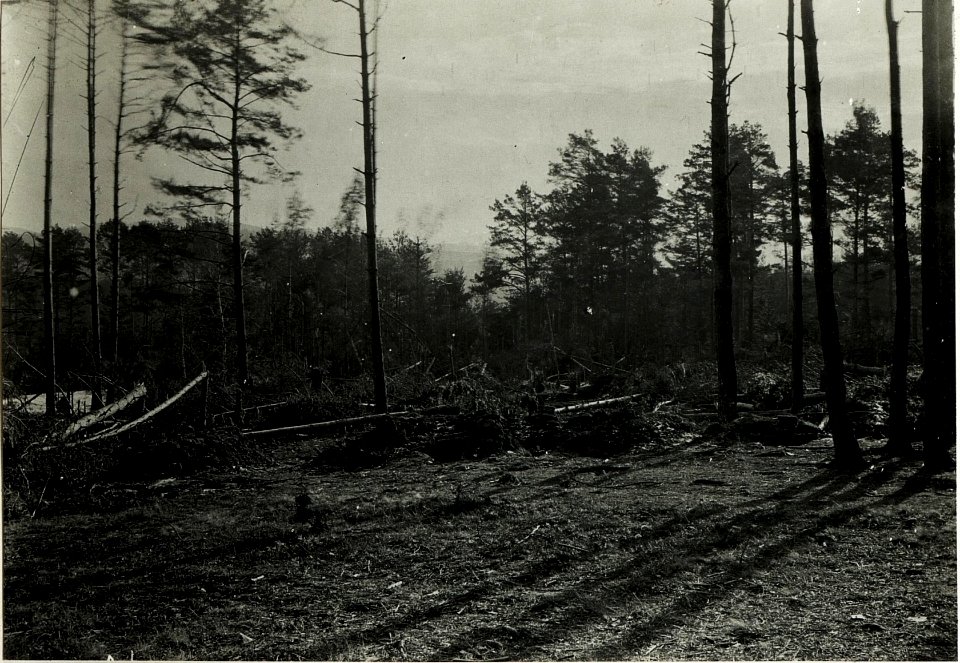 Wirkung des deutschen Artilleriefeuers im Wald auf der Przysnica - Höhe. (BildID 15592246)