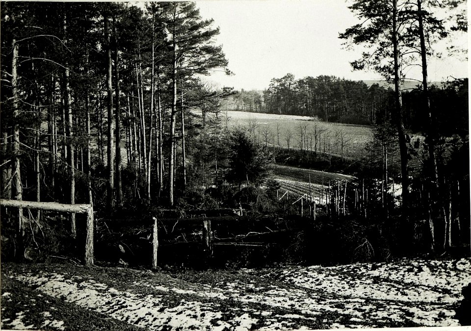 Wirkung des deutschen Artilleriefeuers im Wald auf der Przysnica - Höhe. (BildID 15592253)