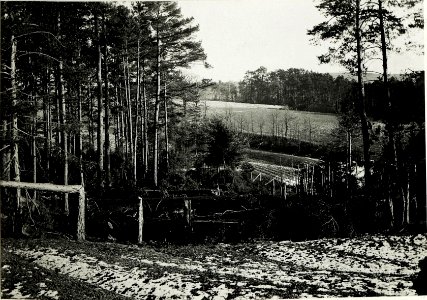 Wirkung des deutschen Artilleriefeuers im Wald auf der Przysnica - Höhe. (BildID 15592253)