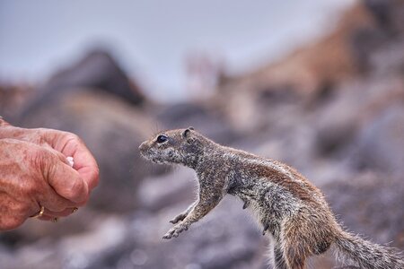 Handzahm hand nager