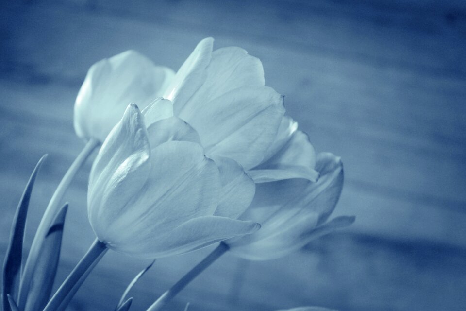 Pink color flowers send