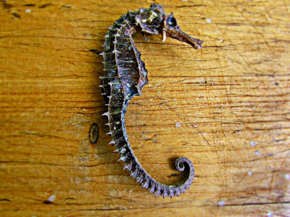 Seahorse fish water