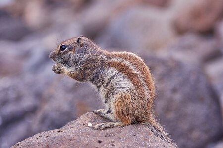 Nature animal world animal