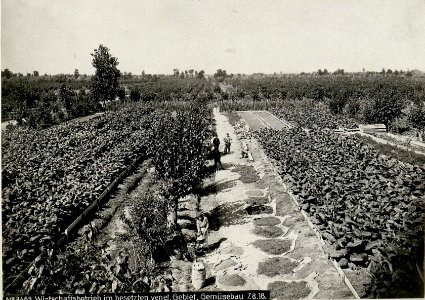 Wirtschaftsbetrieb im besetzten venetischen Gebiet, Gemüsebau (BildID 15623425)