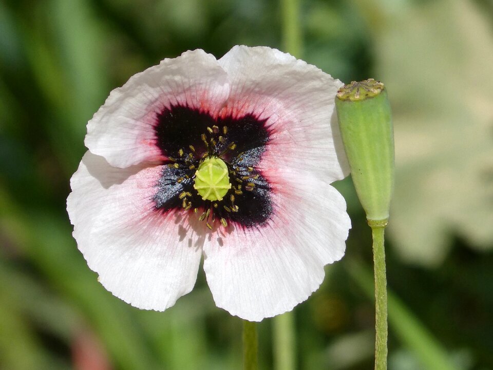 Spring papaver somniferum flower