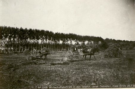 Wirtschaftsbetrieb in den besetzt.venet.Gebieten, Klee-Ernte 25.7.18. (BildID 15621253)