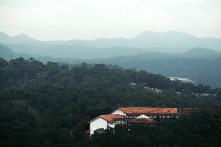 Forest trees mountain photo