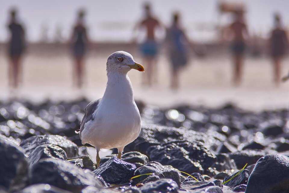 Sea nature bird