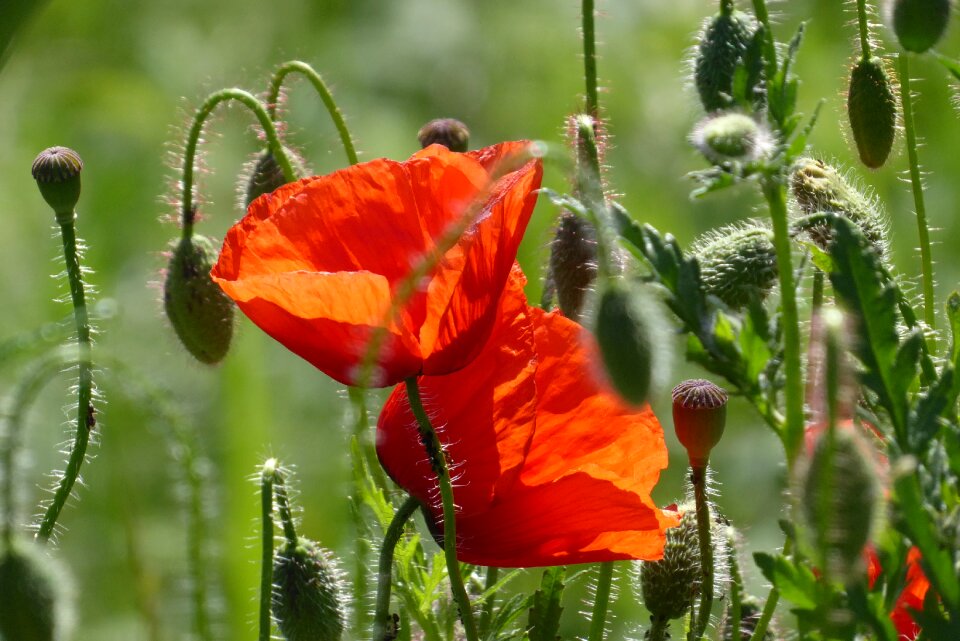 Poppy leaf summer