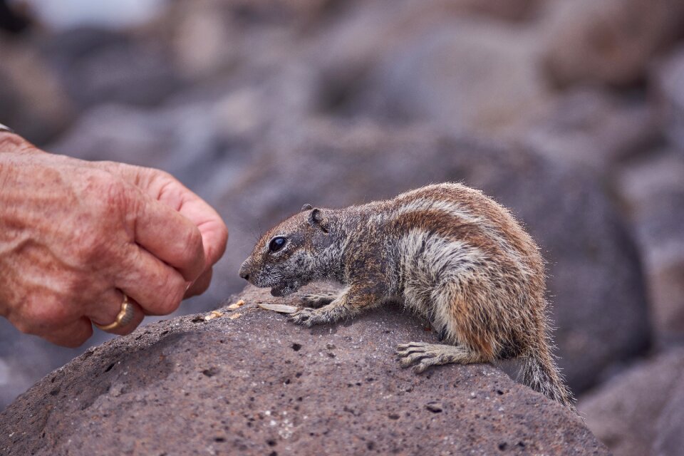 Hand nager nature