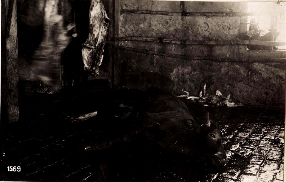 Wladimir-Wolynskij, Schlachtviehdepot. (27-III.1918.) (BildID 15713986)