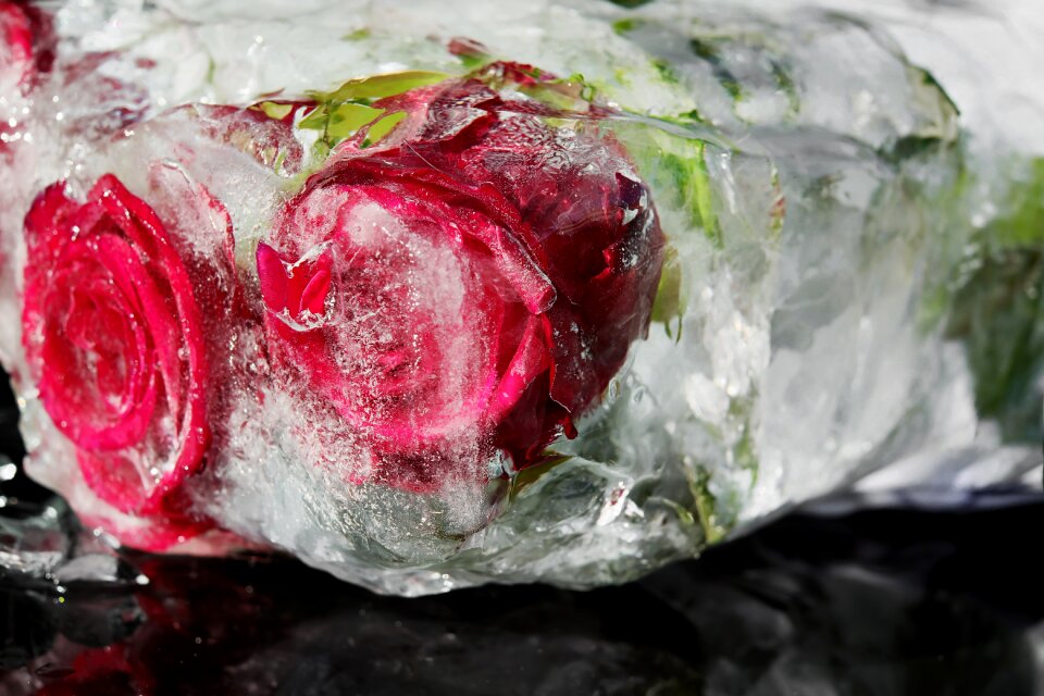 Petals frozen red rose