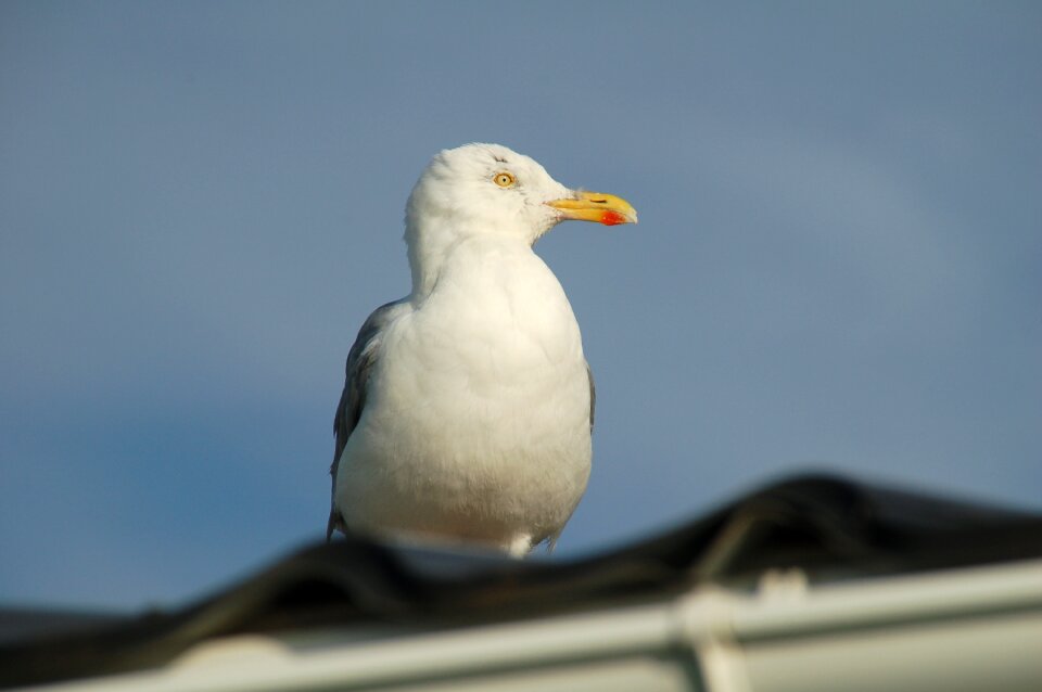 Wildlife seagull roof