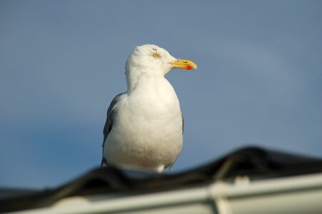 Wildlife seagull roof photo