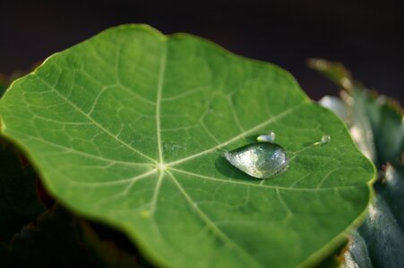 Droplet summer sun