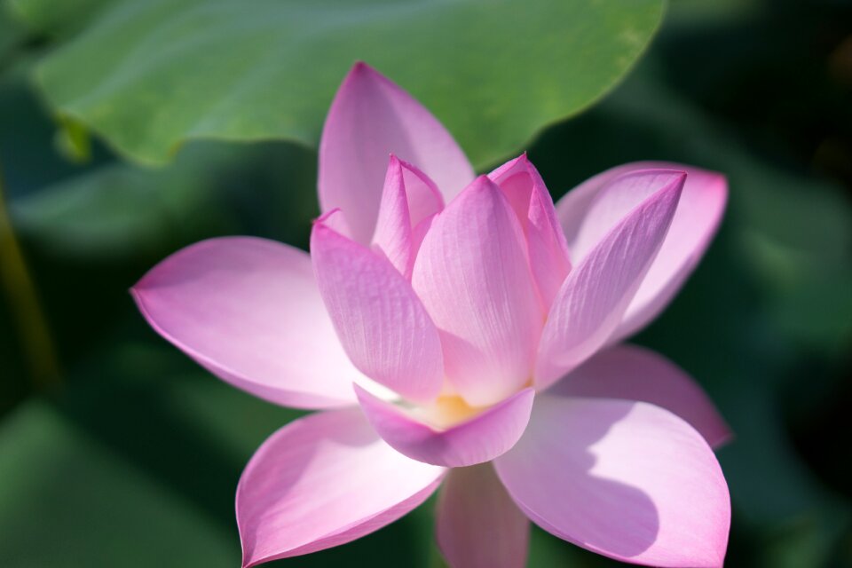 Lotus li garden wuxi