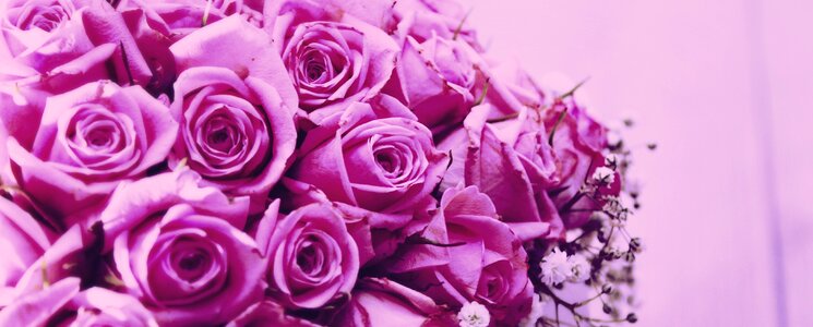 Petal blooming header