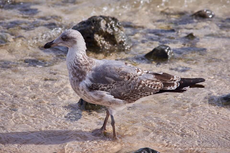 Animal sand waters