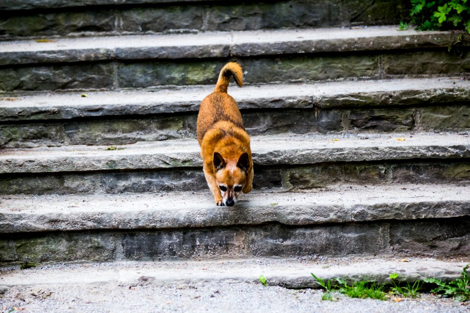 Animal young cute