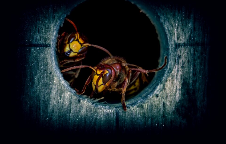 Hornissennest nest macro