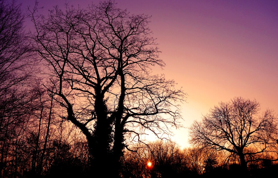 Tree branch bare branch photo