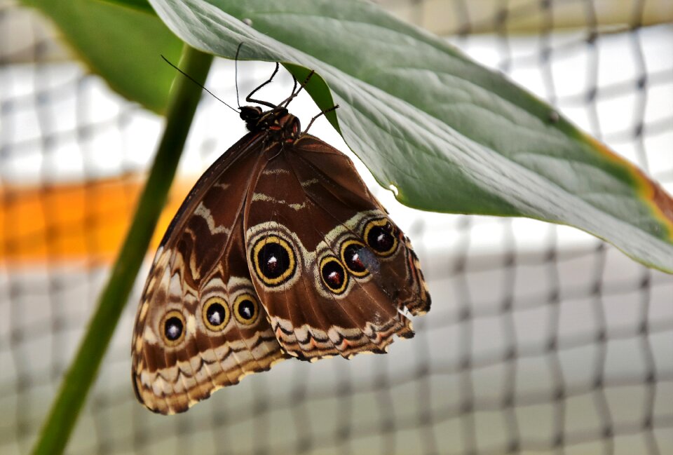 Insect wing large butterfly
