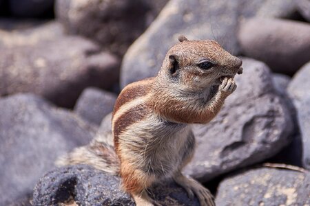 Animal world animal rock photo