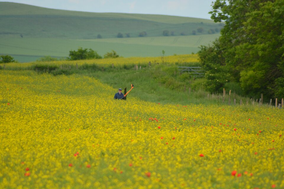 Yellow field england