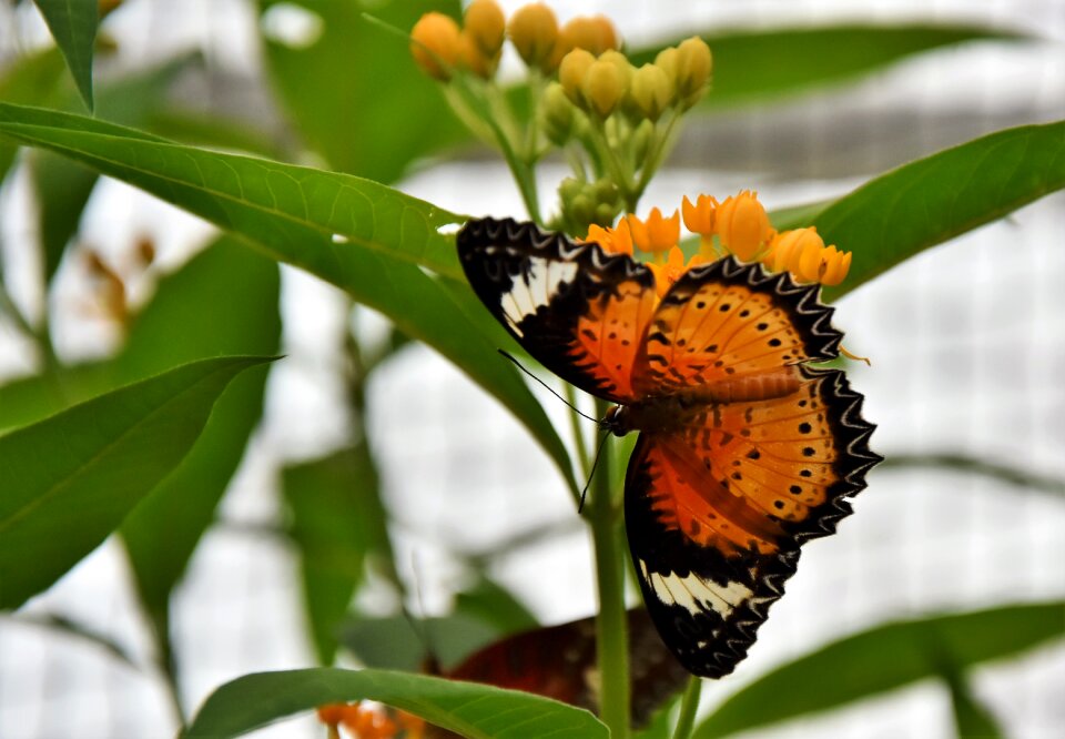 Insect animal color