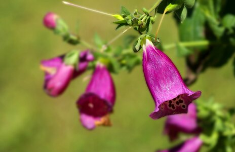 Purple flowers flowering closeup