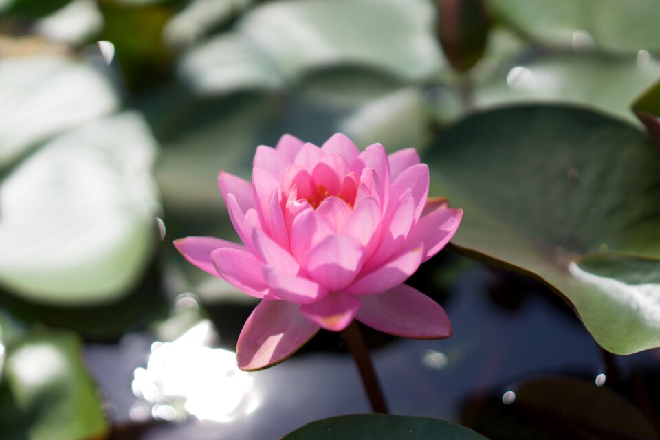 Li garden wuxi lotus