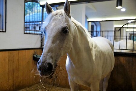 Stud reiterhof reitstall