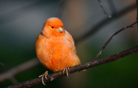 Canary orange wildlife