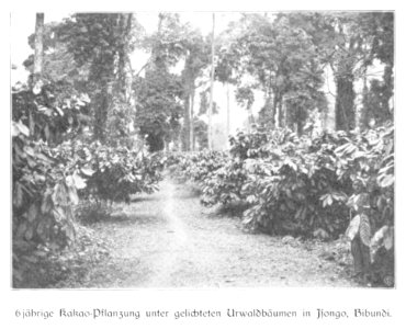 WOHLTMANN(1904) p016 - 6-jährige Kakao-Pflanzung unter gelichteten Urwaldbäumen in Isongo, Bibundi