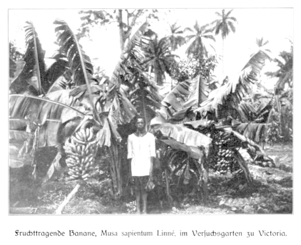 WOHLTMANN(1904) p032 Bananenstaude im Versuchsgarten Viktoria