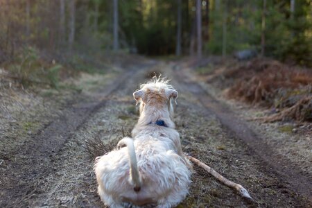 Pet pedigree nature