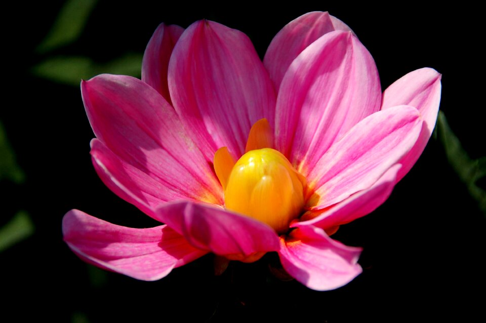 Summer garden pink