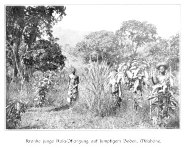 WOHLTMANN(1904) p058 Kranke (junge) Kolapflanzung auf sumpfigen Boden in Misahöhe