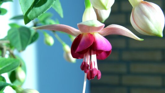 Fuchsia blossom bloom