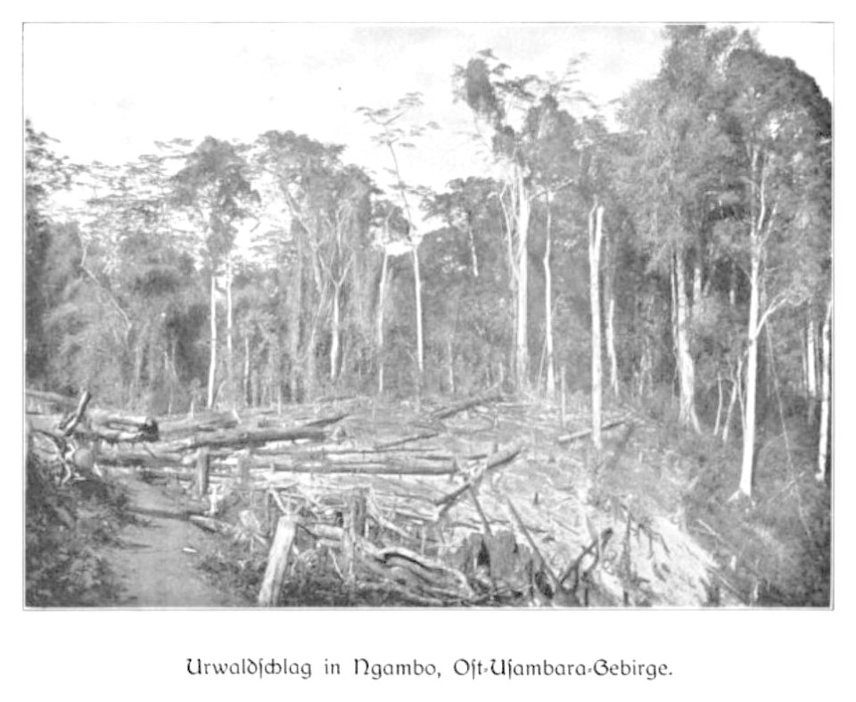 WOHLTMANN(1904) p079 Urwald-Rodung bei Ngambo im Usambara-Gebirge