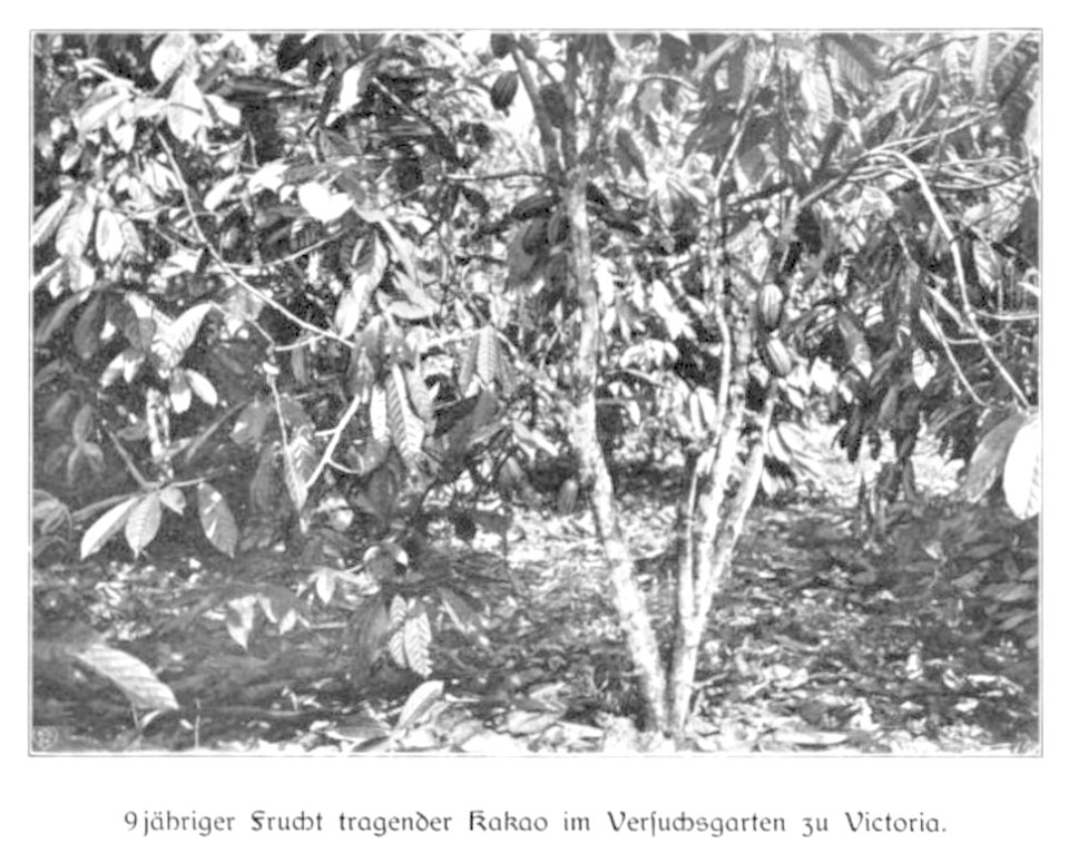 WOHLTMANN(1904) p020 - 9-jähriger Frucht tragender Kakao im Versuchsgarten der Station Viktoria